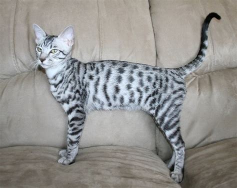 (black) Silver Spotted Tabby Savannah Cat | Savannah cat, Cats, Spotted cat