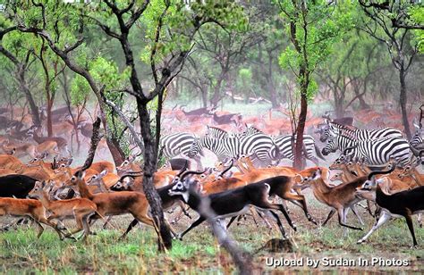 Al Dinder National Park, Sudan محمية الدندر القومية #sudan #dindernationalpark #dinder | Africa ...