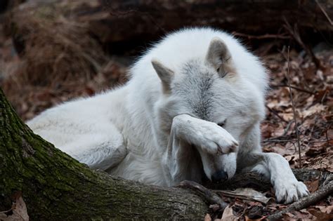 Hiding Arctic Wolf Stock Photo - Download Image Now - iStock