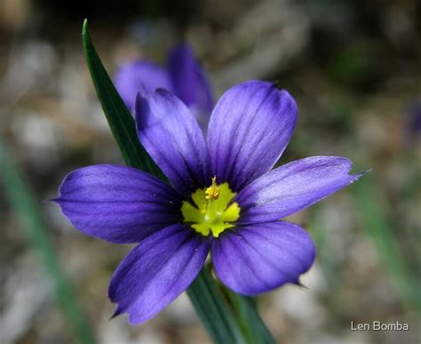 "Blue-Eyed Grass Flower" Framed Prints by Len Bomba | Redbubble