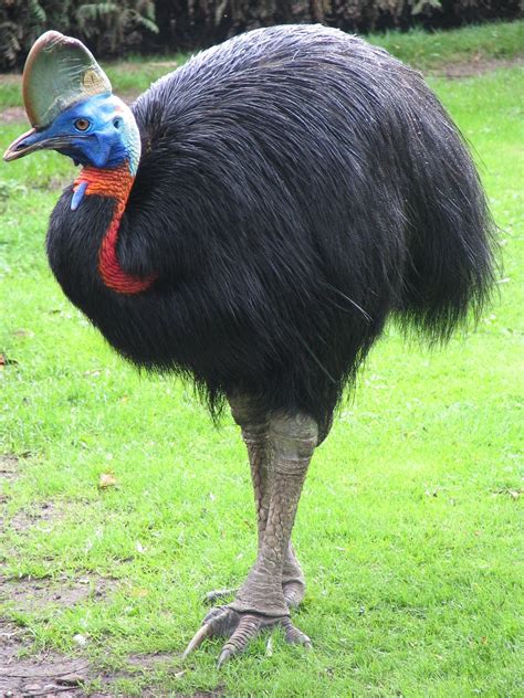 Kask Cassowary Ratit Dev Kuş - Pixabay'de ücretsiz fotoğraf - Pixabay