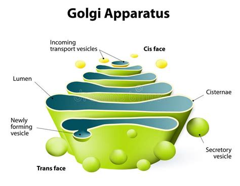 Golgi Apparatus Structure and Function