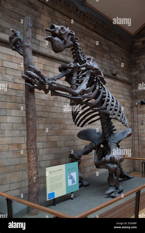 Skeleton of extinct mammal giant ground sloth Megatherium americanum ...