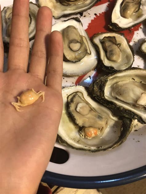 Pea Crabs in living in an oyster’s gills : r/mildlyinteresting