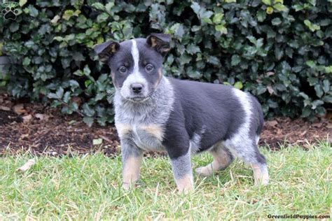 Blue Heeler Mix Puppies For Sale | Greenfield Puppies