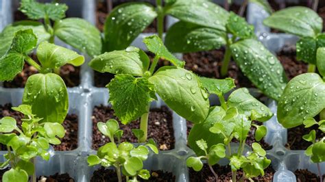 The Simple Soil Trick For Starting Seeds More Sustainably