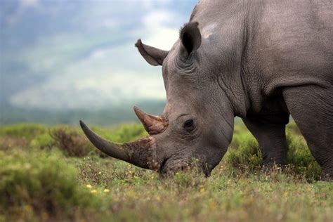 Successful conservation efforts offer glimmer of hope for the African black rhino | The Optimist ...