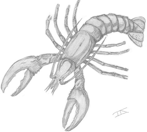 Crayfish by daffycsm on DeviantArt