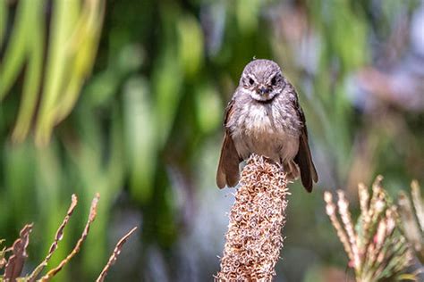 Mandurah Wildlife Rehabilitation Centre | Dawesville