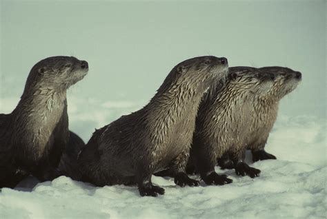 River Otter Family, Montana Photograph by Michael S. Quinton