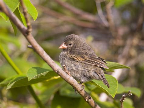 Galapagos Finch | Galapagos Islands wildlife, close encounte… | Flickr