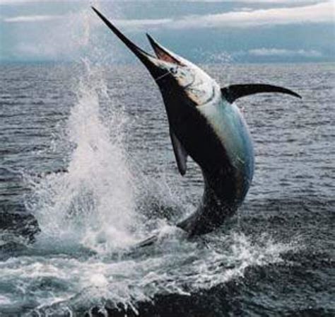 Swordfish Information and Picture | Sea Animals