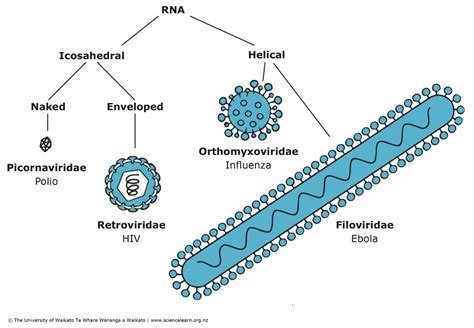 RNA viruses — Science Learning Hub