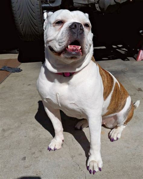 English Bulldog Mixes: 36 Adorable Crossbreeds (With Pictures)