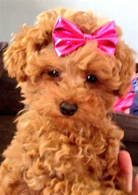 My red toy poodle Bella