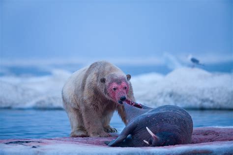 Polar Bear knows that walrus skin is the best part of the meal : r/natureismetal