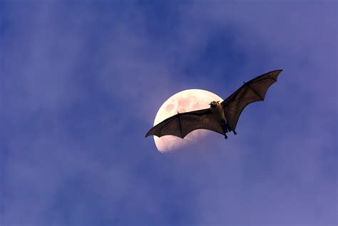 bat-flying-moon-summer-raleigh | Critter Control of the Triangle