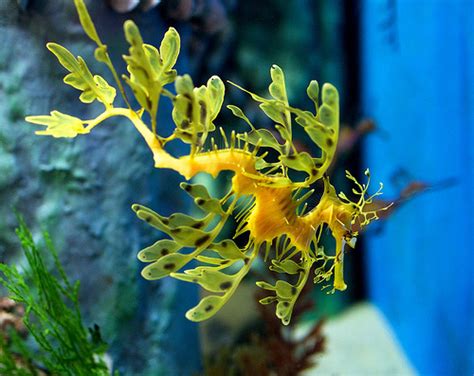 Leafy Seadragon - Ten Random Facts