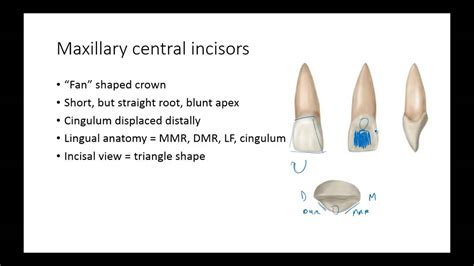 Cingulum Tooth