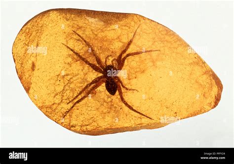 Spider trapped in amber Stock Photo - Alamy