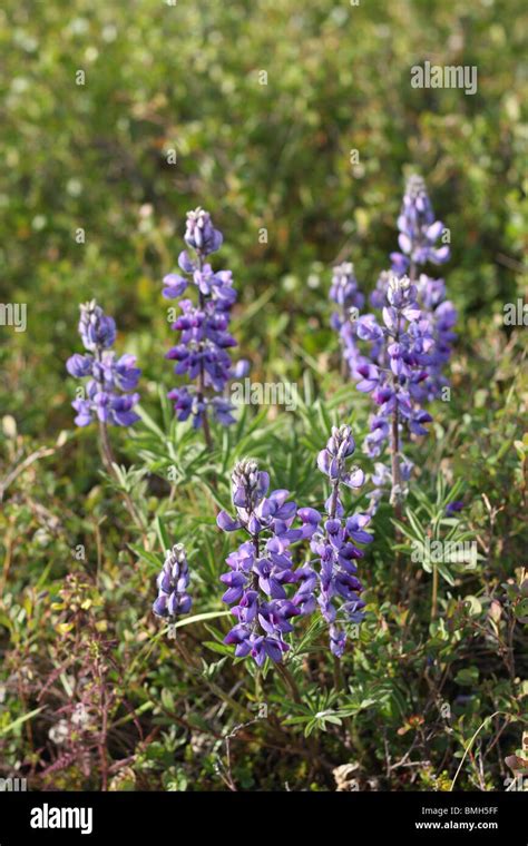 Arctic lupine flower ii hi-res stock photography and images - Alamy