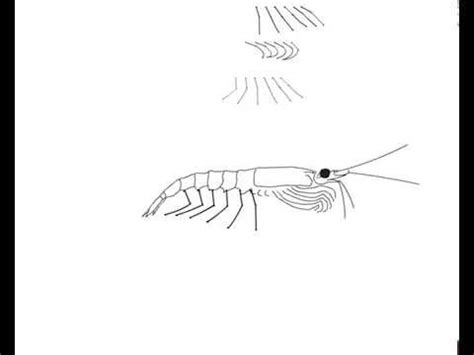 CreatureCast - How Krill Grow - YouTube