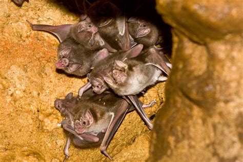 Vampire Bats Form Bloody Bonds Of 'Friendship' : NPR