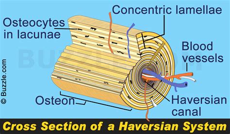 EXAMS AND ME : Haversian Canal System