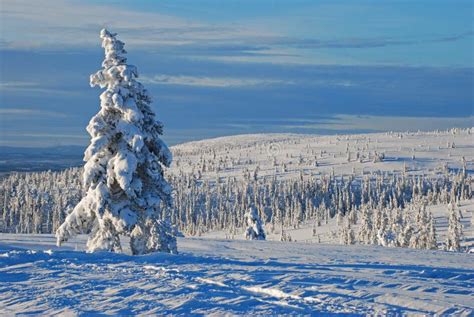 Winter landscape in Sweden stock image. Image of flora - 4133503