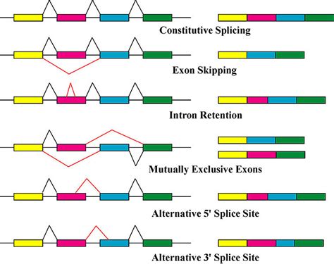 What's splicing? - El·lipse