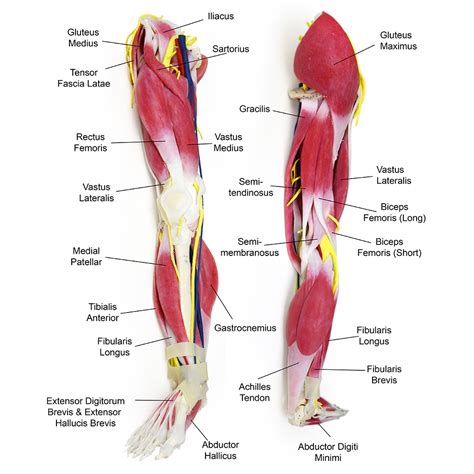 Human Leg Muscle Anatomy