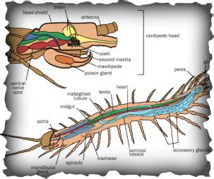 Digestion - The Stone Centipede