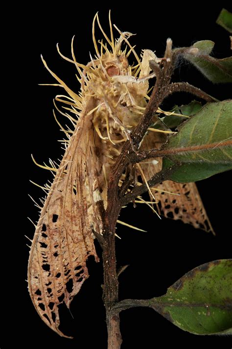 HONGOS PARÁSITOS DE INSECTOS ¿HÉROES O VILLANOS? – Ciencia UANL