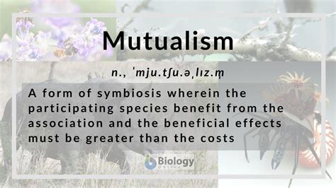 Mutualism - Definition and Examples - Biology Online Dictionary