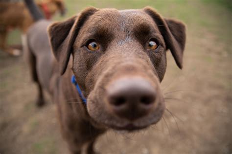 Canine connections: Spokane Humane Society’s Dogs Playing for Life ...