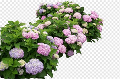 Annual Hydrangeas: The Easiest Way To Enjoy These Beautiful Blooms - sasstimes1