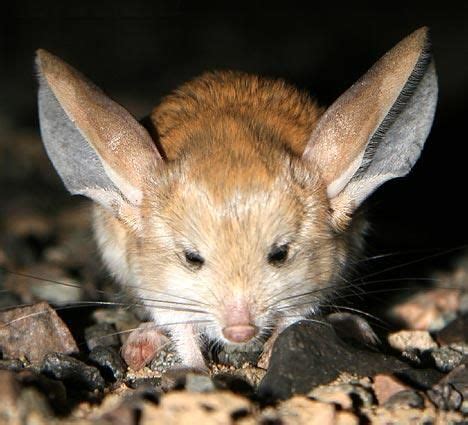 Long-eared Jerboa - Habits, Fun Facts, Pictures and Other Information ...