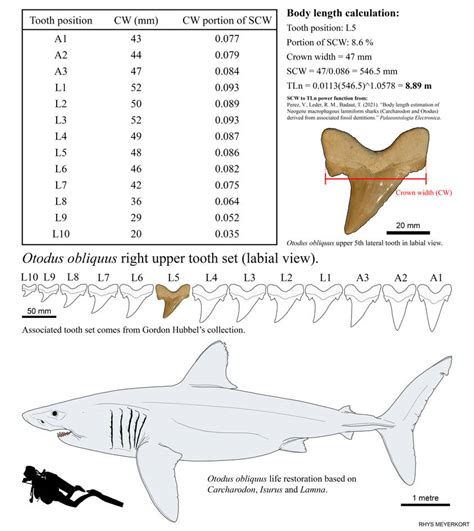 Otodus obliquus size estimation method by Paleonerd01 on DeviantArt