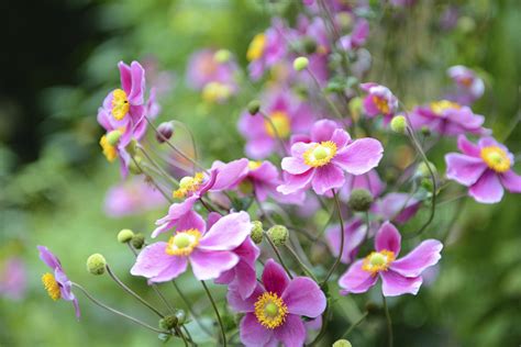 Vermont Garden Journal: Filling In The Late Summer Color Gap With Windflower | Vermont Public Radio