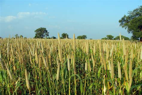 Pearl Millet #Bajra #Cultivation #lingsugur #raichur #karnataka #india ...