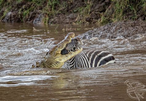 Monster Crocodile Attacks A Baby Zebra | Media Drum World