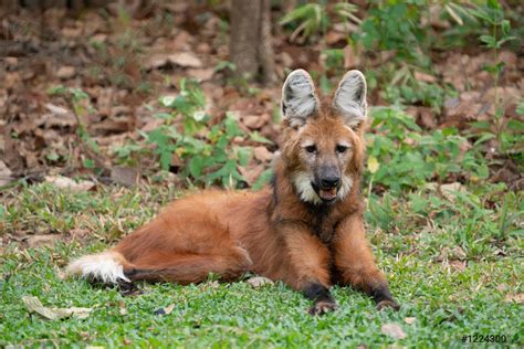 Maned wolf Chrysocyon brachyurus - stock photo 1224300 | Crushpixel