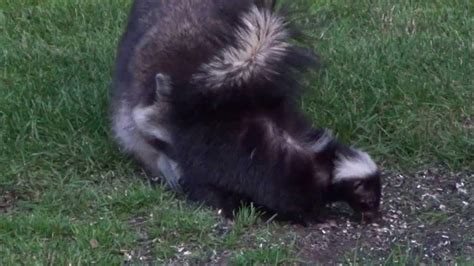 Raccoon and Skunk ODD BEHAVIOR Super CUTE - YouTube