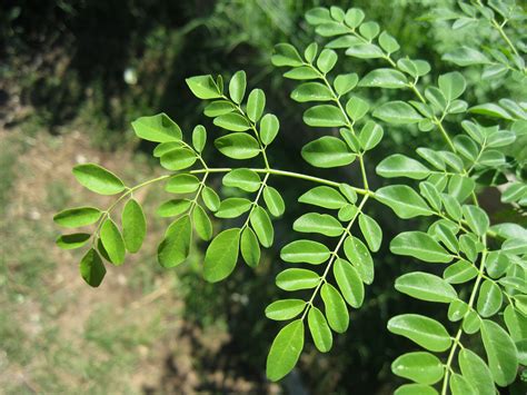 Moringa Leaves | My Business