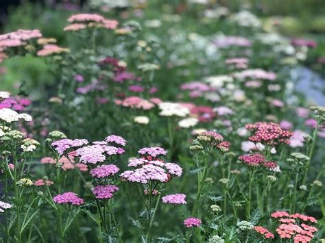 Achillea millefolium ‘Summer Berries’ (Summer Berries Yarrow) – Sublime ...