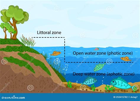 Lake Ecosystem. Zonation in Lake Water Infographic. Stock Vector - Illustration of layer ...