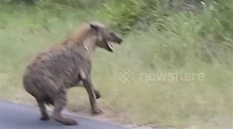 Hyena runs for its life as it gets attacked by a baboon - Buy, Sell or Upload Video Content with ...