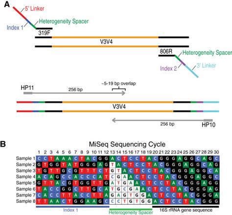 Dual-indexed 16S rRNA gene PCR amplification strategy with... | Download Scientific Diagram