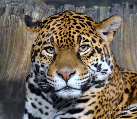 Jaguar Eyes by Dyana Rzentkowski