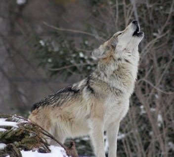 30+ Native American Wolf Names With Meanings - PetPress